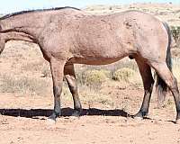 natural-horsemanship-training-mustang-horse