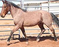 ranch-work-mustang-horse