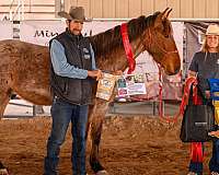 ridden-western-mustang-horse