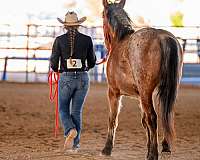 trail-riding-mustang-horse