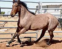 bay-roan-mustang-gelding