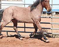 bay-roan-endurance-horse