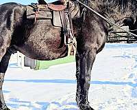 big-horses-for-sale-percheron