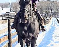 black-with-star-percheron-horse