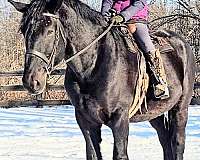 calm-temperament-percheron-horse