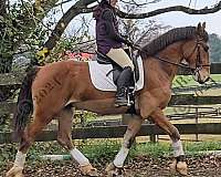 amazing-belgian-warmblood-horse