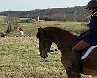 around-belgian-warmblood-horse