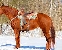 all-around-quarter-horse