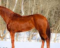 calf-roping-quarter-horse