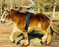 all-around-belgian-horse