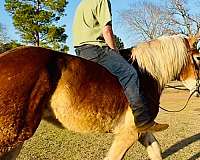 beginner-belgian-horse