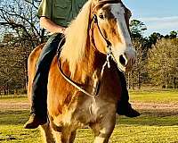 draft-belgian-horse