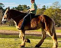 driving-belgian-horse