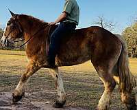 husband-safe-belgian-horse