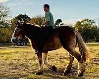 flaxen-mane-belgian-horse