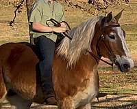 lesson-belgian-horse