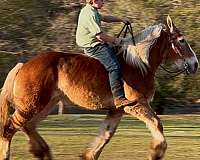 mounted-patrol-belgian-horse