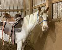 apha-mare-yearling