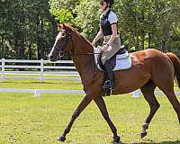 dressage-thoroughbred-horse