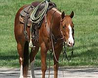 aqha-quarter-horse