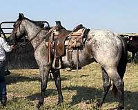 aqha-quarter-horse