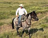 aqha-gelding-quarter-horse