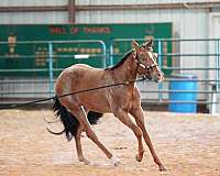 chestnut-poa-gelding