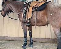 aqha-bay-roan-mare-gelding