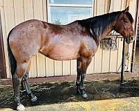 bay-roan-mare-gelding