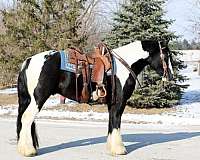 high-gypsy-vanner-horse