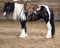 good-mind-gypsy-vanner-horse