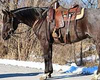 all-around-quarter-horse