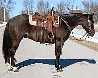 ranch-quarter-horse