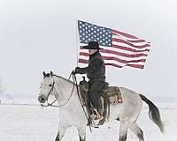 and-shoeing-gelding