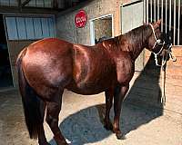 chestnut-quarter-horse