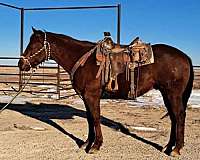 auction-quarter-horse