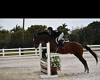 show-j-appendix-horse