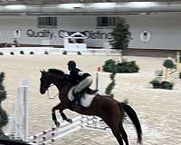 show-j-gelding