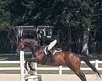 barrel-racing-appendix-horse