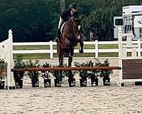 equitation-appendix-horse