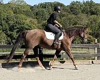 bay-roan-quarter-horse-gelding