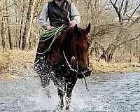 bay-roan-aqha-gelding