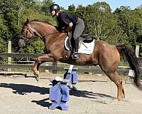 bay-roan-aqha-horse