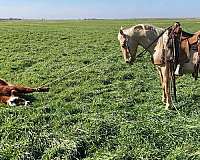 aqha-palomino-quarter-horse