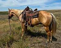 aqha-quarter-horse