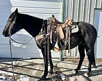 auction-quarter-horse