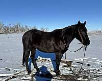 black-quarter-horse