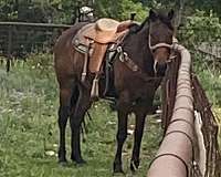 quarter-horse-gelding