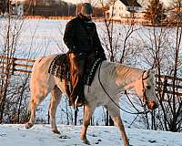 cowboy-mounted-shooting-quarter-horse