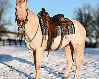 dressage-quarter-horse